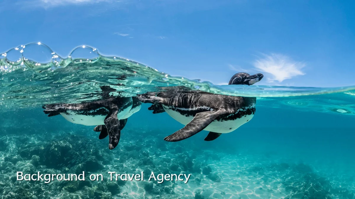 Background on Travel Agency