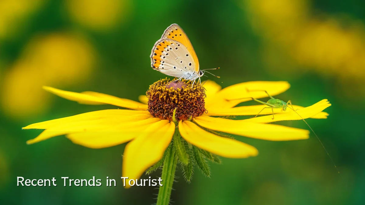 Recent Trends in Tourist
