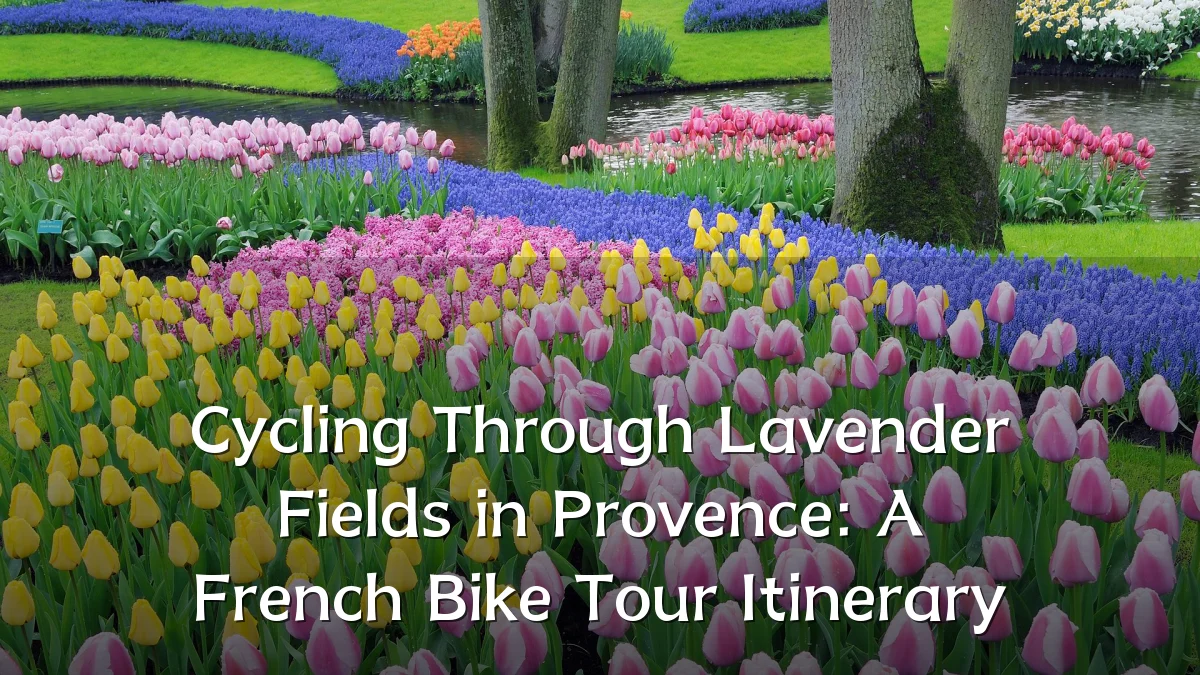 Cycling Through Lavender Fields in Provence: A French Bike Tour Itinerary