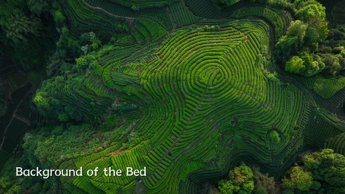 Background of the Bed