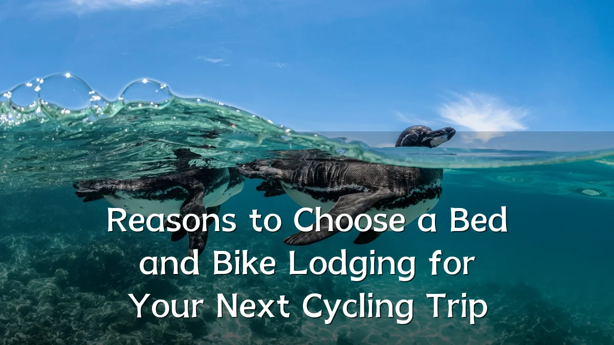 Reasons to Choose a Bed and Bike Lodging for Your Next Cycling Trip