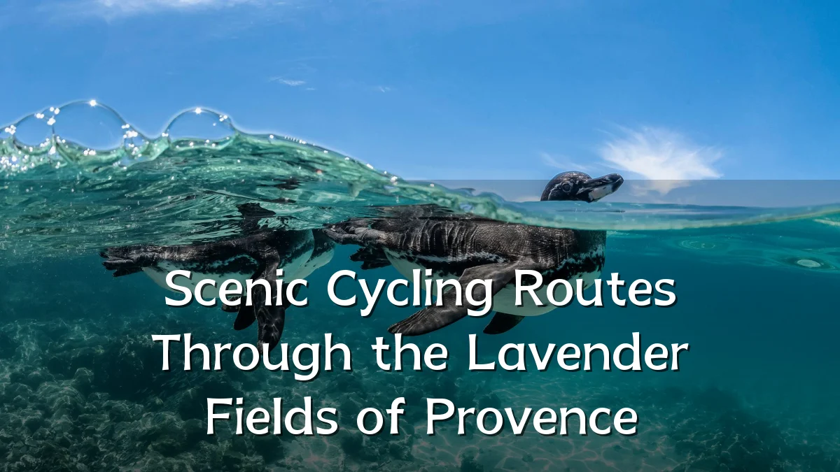 Scenic Cycling Routes Through the Lavender Fields of Provence